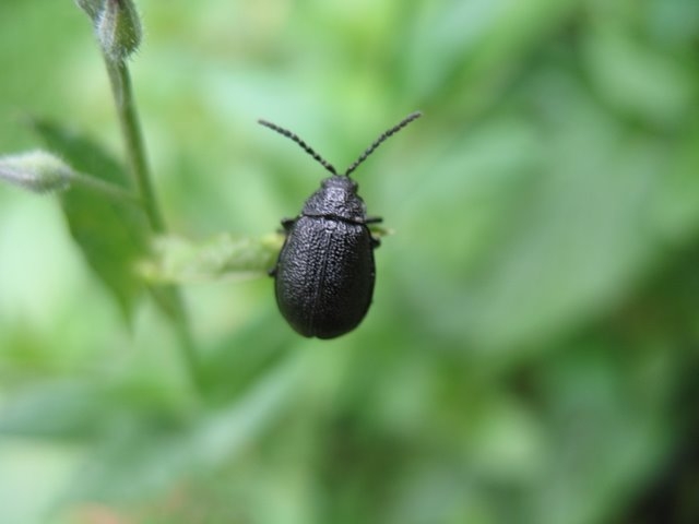 2007 06 Suivi d'un milieu au PDH 07